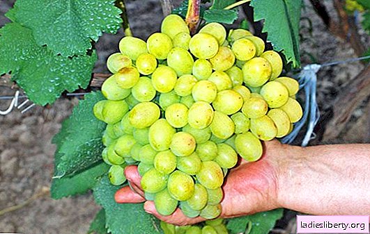 Lo que es interesante uva "Galahad": una descripción de la variedad, sus ventajas y desventajas. Características de plantar uvas "Galahad" y cuidar la variedad