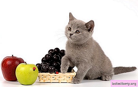 How to feed a British kitten? We select products for feeding and make a complete diet for a British kitten