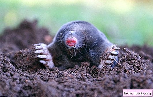 What do moles eat in the garden? Why dig the earth? What benefits do moles bring to the soil, or is harm only from them?