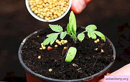 How to feed tomato seedlings to be plump? Methods of fertilizing, the effect of fertilizing on seedlings of tomatoes