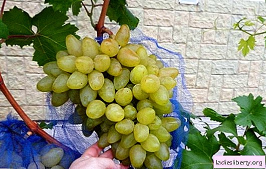 Por qué la uva Bazhena es notable: descripción de la variedad. Características de siembra y propagación de uvas "Bazhena", cuidado de la variedad