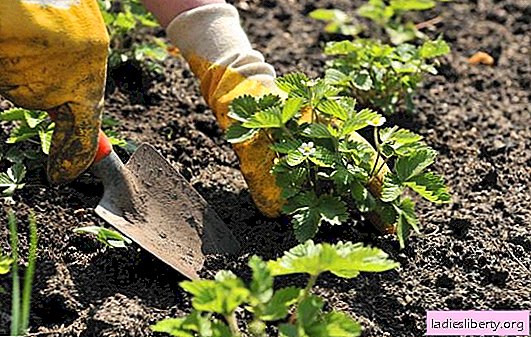 How to fertilize strawberries and when? When and with what experienced gardeners fertilize strawberries to get a good harvest
