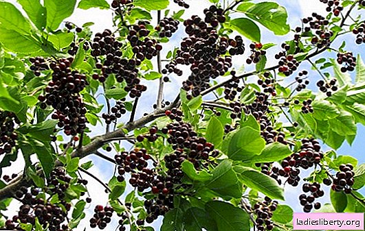 Bird cherry: useful properties, composition and contraindications. The use of bird cherry in various diseases and in cosmetology