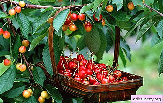Sweet cherry: proper planting and proper care (photo). Overview of cherry varieties, tree care, disease prevention