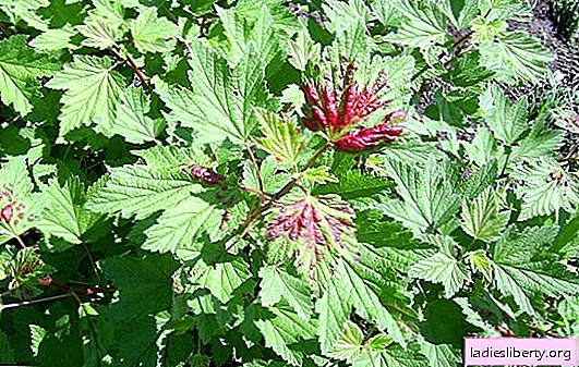 Blackcurrant: diseases and treatment of the plant. Effective methods of combating blackcurrant diseases