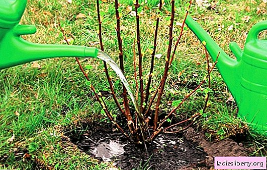 Cassis: plantation automnale de baies. Comment planter des groseilles à l'automne, que de remplir la fosse d'atterrissage