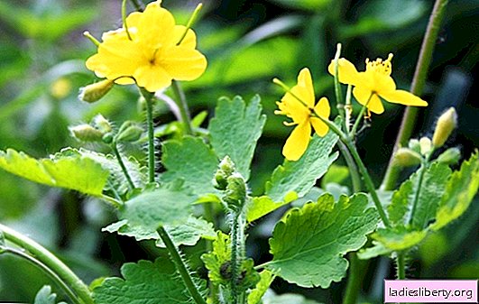 Celandine: خصائص مفيدة للنبات واستخدامه في الطب التقليدي والتجميل. موانع Celandine