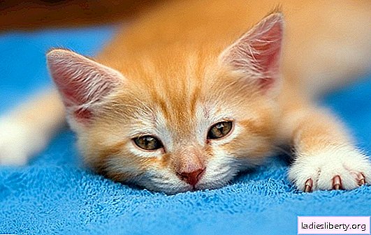 What to do if the kitten doesn’t eat and drink? What is the reason, and how to help a kitten if he doesn’t eat and drink