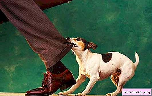 Ce se întâmplă dacă câinele mușcă? Cum să se înțepe un cățeluș care să-și muște picioarele și brațele: metode de antrenament și măsuri preventive