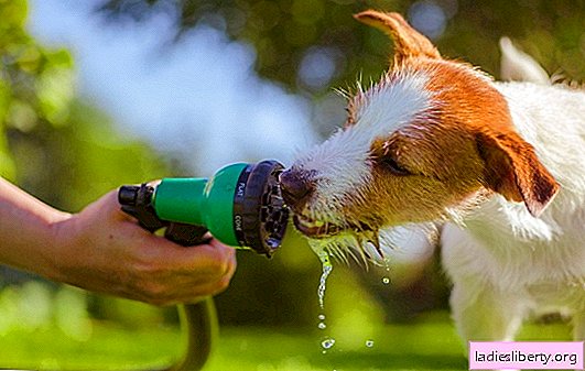 ماذا تفعل إذا كان الكلب يشرب الكثير من الماء؟ كيف لا تفوت أعراض التهاب المثانة ، التهاب الكبد ، تسمم العظام ، التسمم أو السكري في الكلاب