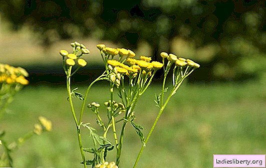 What is known about the benefits of tansy. How do specific plant properties affect a person and can tansy cause harm