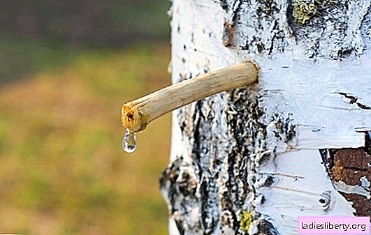 What we know about birch sap - an elixir of beauty, nightingale tears and the purest drink in the world