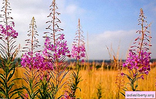 What can you say about the benefits of fireweed. Who cares about the legendary ivan tea and how it differs from other herbs