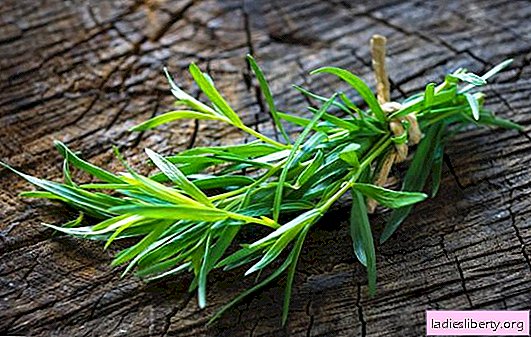 What can you say about the benefits of tarragon grass. The reasons for the popularity of seasoning and features of use