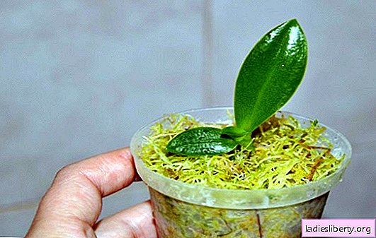 What you need to know for successful propagation of orchids at home. How to quickly get a flowering plant