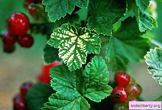 What you need to know about the fight against diseases of red currant (photo)? How to recognize disease on redcurrant, and what treatment should be carried out?