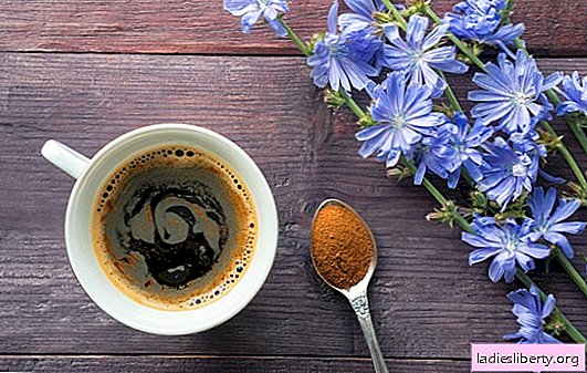 Achicoria: ¿un sustituto útil para el café? ¿Qué piensan los médicos de la achicoria?