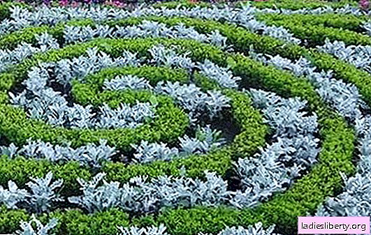 Cineraria: plantar y cuidar el césped hermoso (foto). Plagas y enfermedades de cineraria delicada y métodos para tratarlas.
