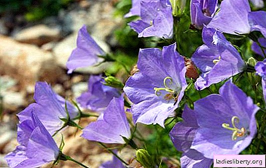 블루 벨 꽃 : 씨앗, 프로세스 사진에서 성장. 아름다운 종을 땅에 이식하기위한 관리 및 기술의 특징