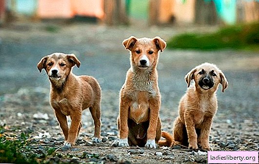 ¿Son los perros más saludables e inteligentes que las mascotas de raza pura? ¿Hay alguna diferencia en el contenido de un animal de pura sangre y perros callejeros?