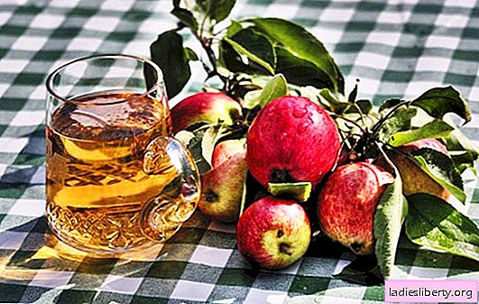 Making homemade apple cider - a natural product! How to prepare raw materials for apple cider at home