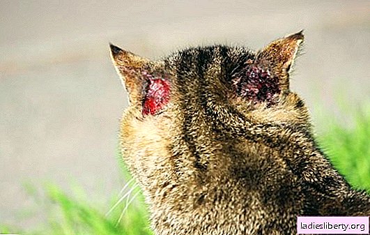 Demodekose bei Katzen - Beschreibung, Symptome und Behandlung. Arten von Demodikose bei Katzen, Standardtherapie, Komplikationen bei Krankheiten