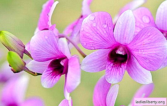 Dendrobium: îngrijire la domiciliu (foto), flori exotice pe pervaz - este real! Probleme cu îngrijirea dendrobiumului