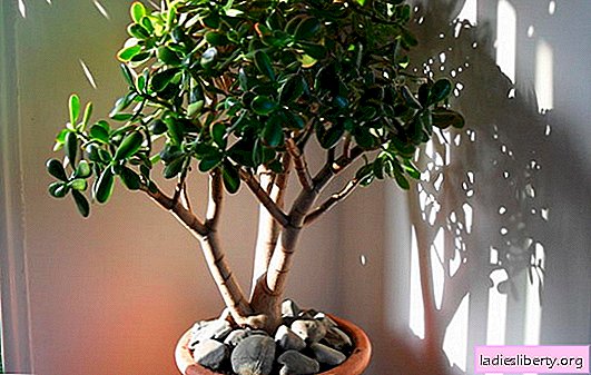 Money tree - home care: reproduction, planting, growing. The main problems when caring for the money tree