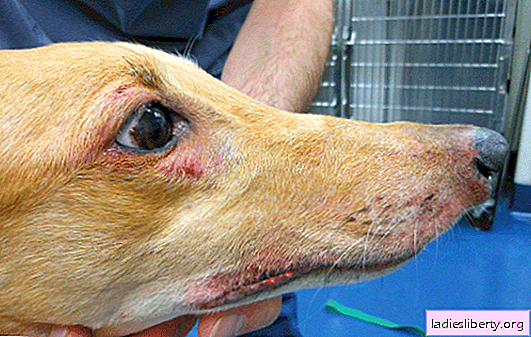 التهاب الجلد الكلب هو مشكلة شائعة. الأعراض الرئيسية والتدابير الوقائية لالتهاب الجلد في الجراء