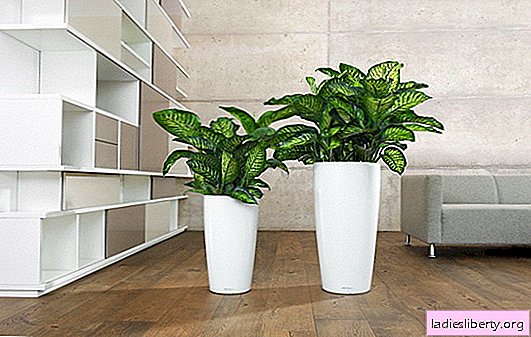 Dieffenbachia: what kind of home care does the plant need (photo)? How to care for dieffenbachia at home?