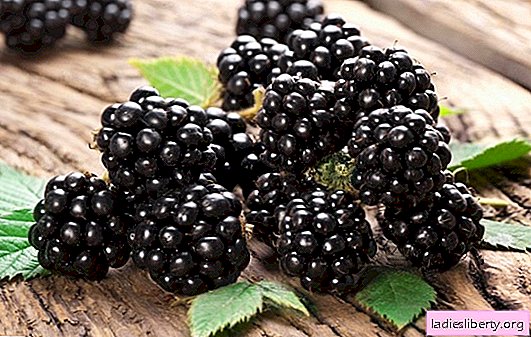 Wild Blackberry: beneficial properties all year round. Does the medicinal berry blackberry contraindications