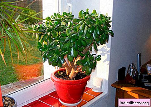 House plants capable of long life without a host
