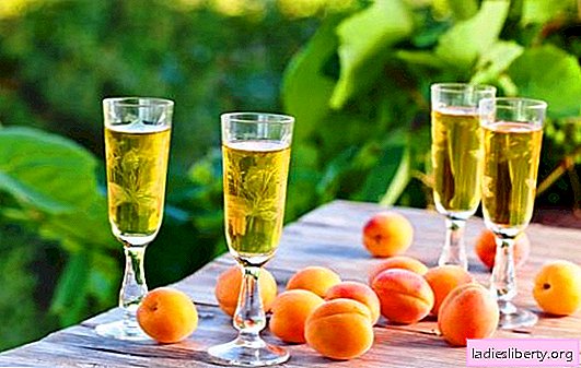 Les vignerons de la maison révèlent les secrets de vins simples d'abricots. Recettes pour divers vins d'abricot faits maison