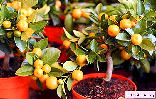Homemade tangerine from the stone: planting and care. How many fruits will you have to wait from a mandarin planted with a bone?