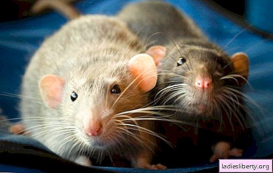 Un rat domestique est-il un ami de l'homme? Types et caractéristiques du contenu des rats décoratifs à la maison, informations utiles sur la reproduction des animaux