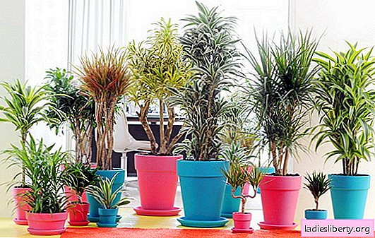 Dracaena: how to care and breed at home. All about caring for dracaena at home: tips with photos