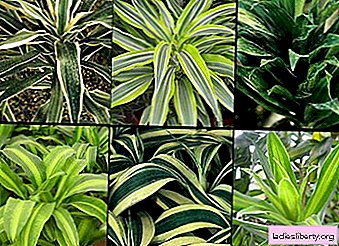 Dracaena - species, cultivation, care, transplant and reproduction