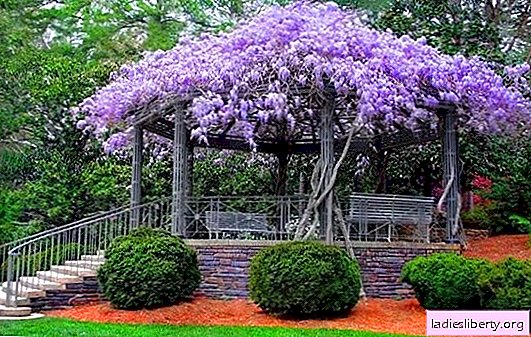 Arboreal or wisteria: planting and care in the open ground. How to propagate wisteria, grow wisteria from seeds