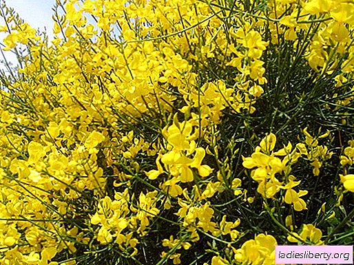 Gorse - medicinal properties and applications in medicine