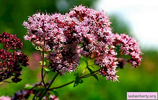 Oregano: medicinal properties, indications, contraindications and uses for women. Doctor's opinion on the benefits of oregano