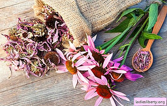 Echinacea pour l'immunité: à quoi sert la teinture de "camomille lilas". Une teinture pour enfants d'échinacée peut-elle être immunisée?