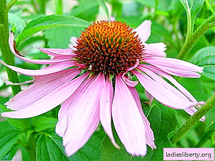 Echinacea - medicinal properties and uses in medicine