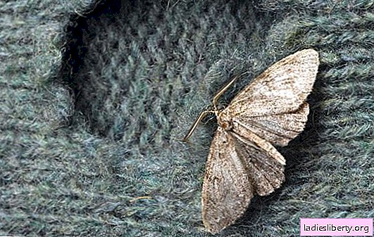 Eco-friendly folk remedies for moths of all kinds. Will geranium help with moths in the house?