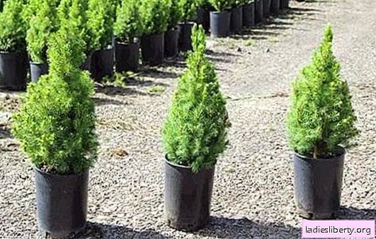 Spruce conic planting and care in a personal plot. How to propagate, plant and care for a conic spruce on a site near the house