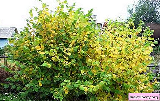 This amazing hazel: beautiful, tasty, healthy! What is useful hazel and how to grow it on a personal plot