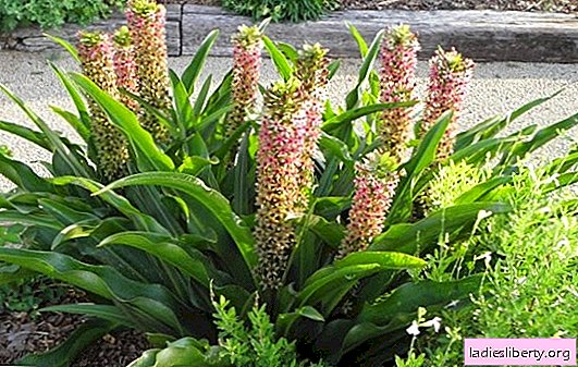 Eukomis: planting and care (photo): how to grow a pineapple palm in your garden? Secrets of Proper Planting and Care for Eukis