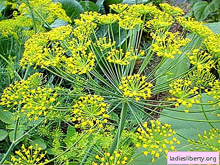 Fennel - medicinal properties and applications in medicine