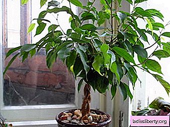 Ficus - teelt, verzorging, transplantatie en voortplanting