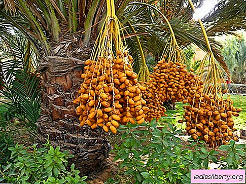 Dates - useful properties and use in cooking. Recipes with dates.