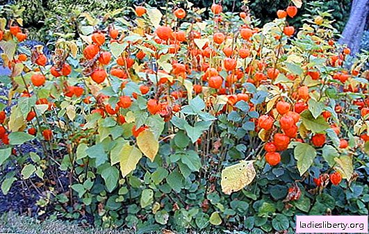Physalis: decorative and edible - we grow at our dacha! How to get a good harvest of physalis on the site near the house